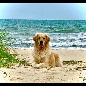 Meet your Posher, Shangyih